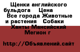 Щенки английского бульдога  › Цена ­ 60 000 - Все города Животные и растения » Собаки   . Ханты-Мансийский,Мегион г.